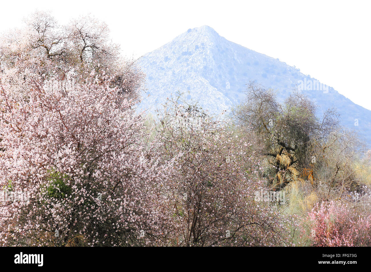 Blooming Almond Trees in Los Alpujarras, Spain Stock Photo
