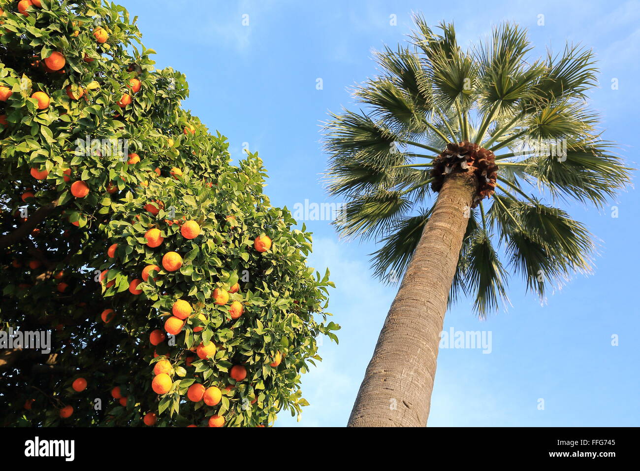 Palm tree and orange tree in the gardens of Alcazar de los Reyes Cristianos, Cordoba, Spain Stock Photo