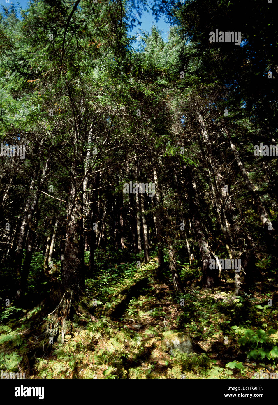 Princess pine hires stock photography and images Alamy