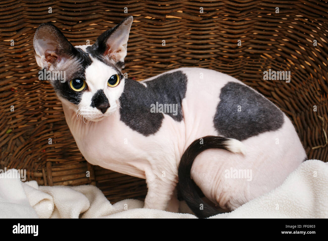 Page 2 Sphynx Cats High Resolution Stock Photography And Images Alamy Page 2 Sphynx Cats High Resolution Stock Photography And Images Alamy