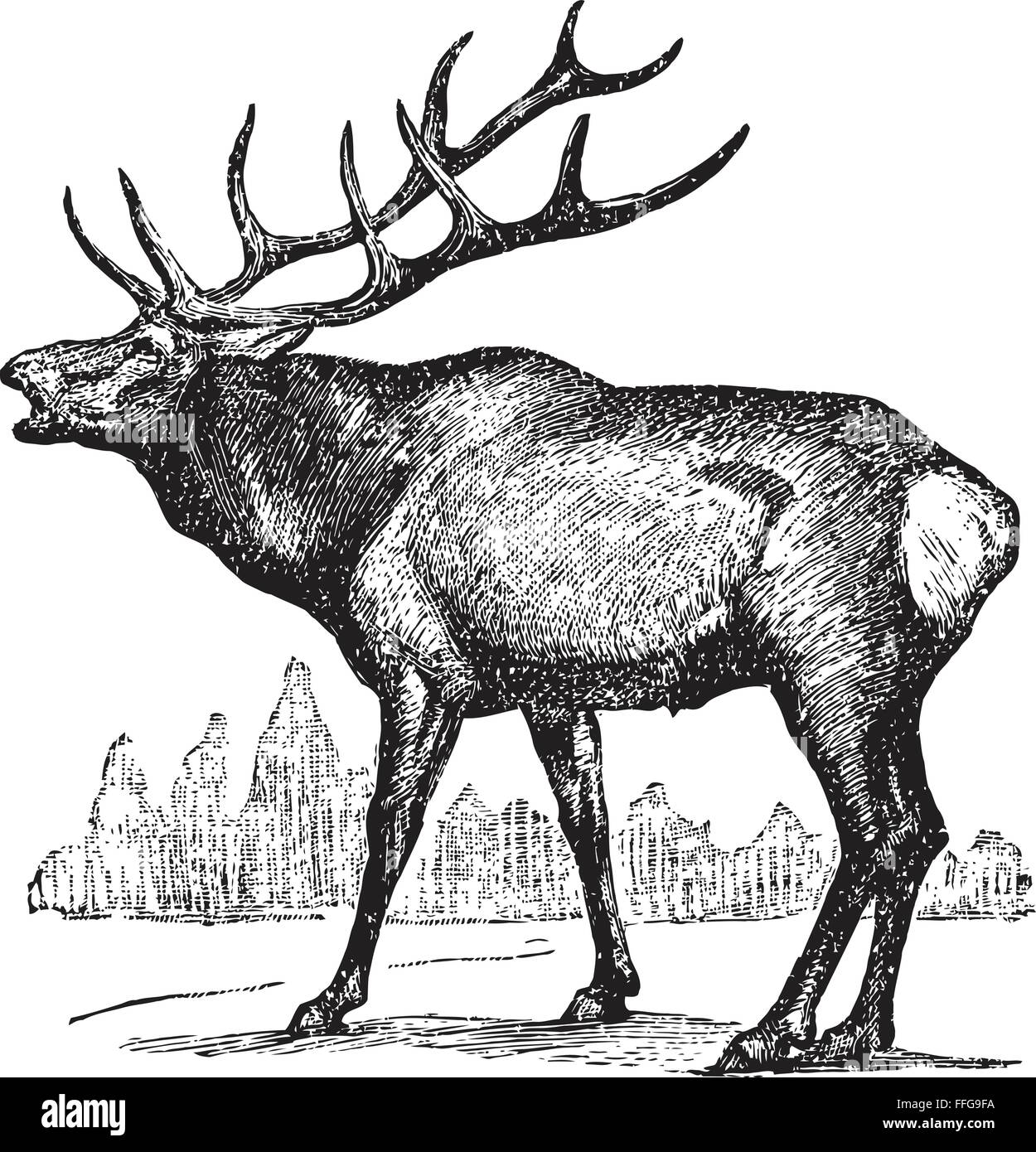 Elk, wapiti, Cervus canadensis, illustration from Soviet encyclopedia, 1927 Stock Vector