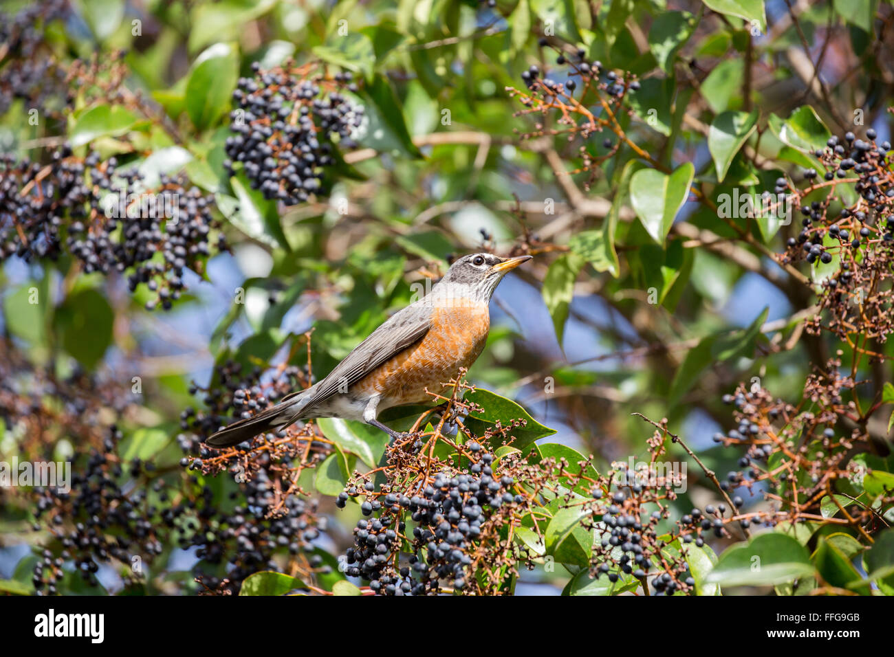American robin feeding in winter hires stock photography and images