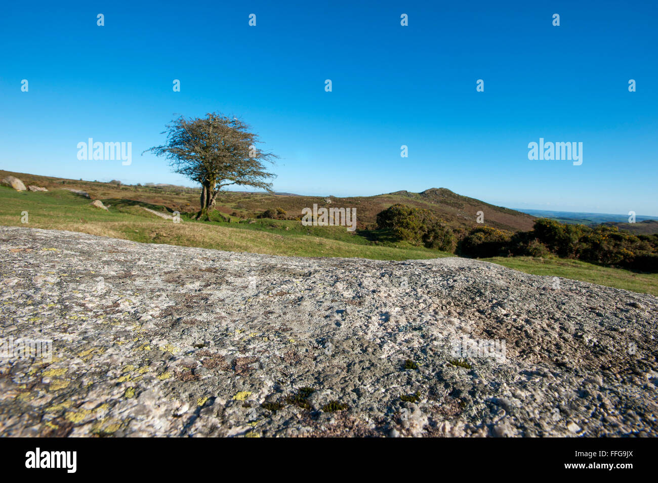 Tree in Dartmoor Devon England UK Europe Stock Photo