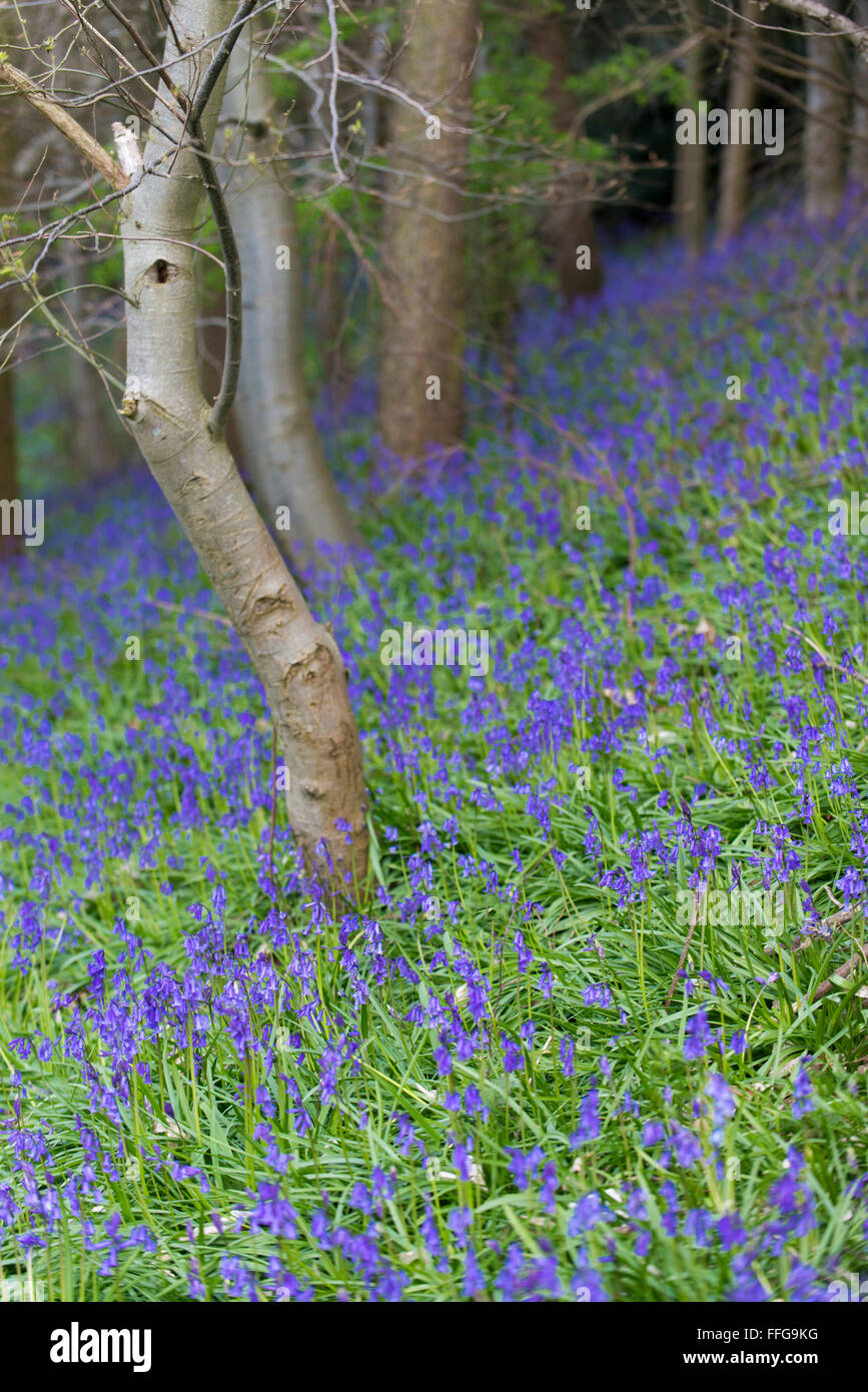 Bluebells in the wood Yorkshire England UK Europe Stock Photo