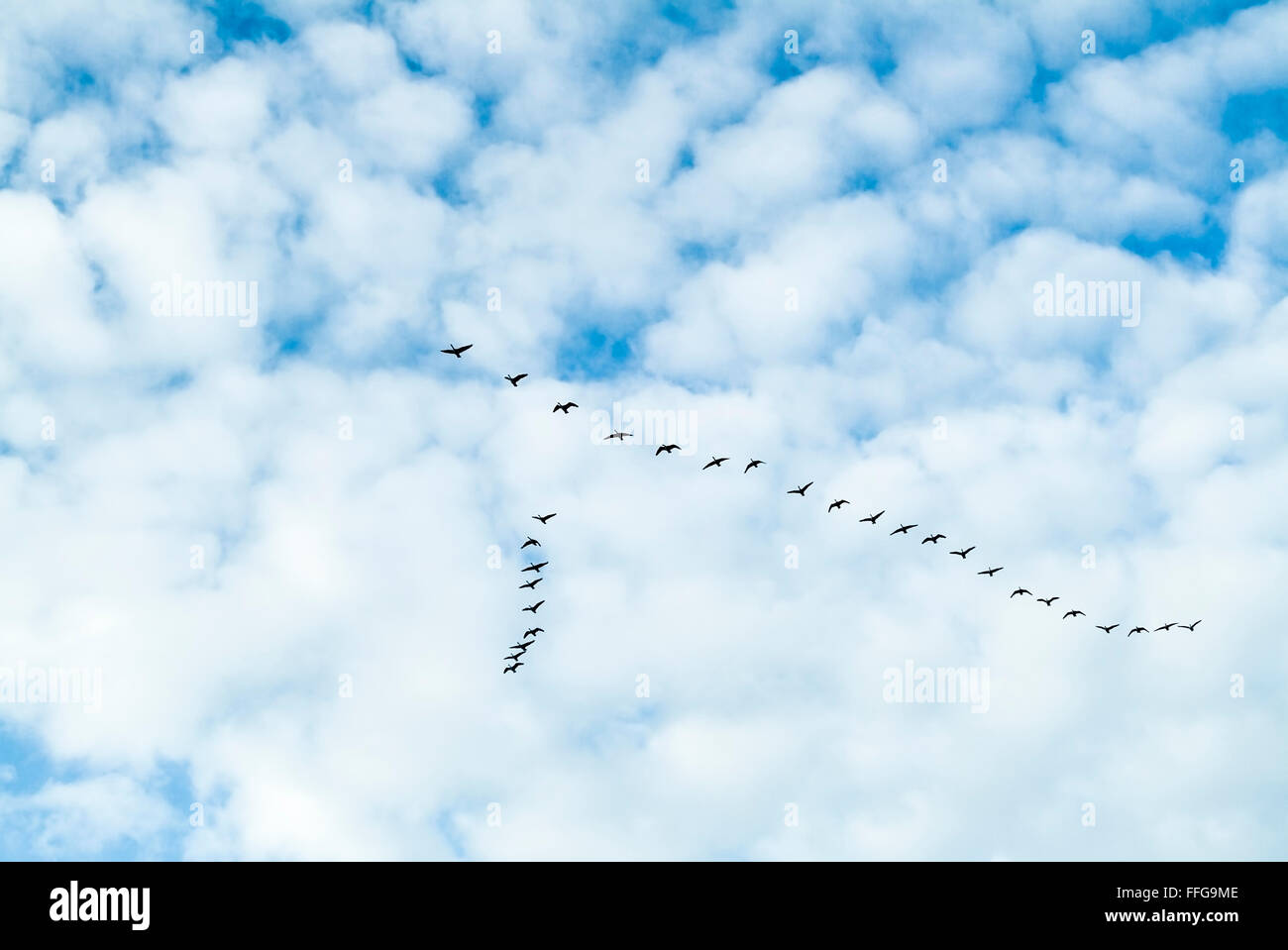 Graylag geese(Answer anser) flying in loose V formation Stock Photo
