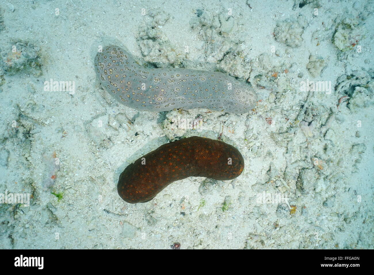 Underwater marine life, two leopard sea cucumber, Bohadschia argus, with different colors, Pacific ocean, French polynesia Stock Photo