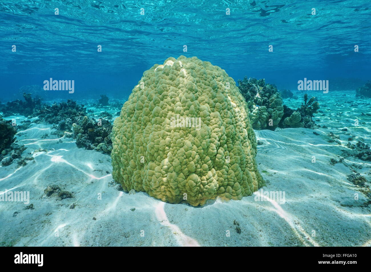 Massive lobe coral underwater, Porites lobata, on shallow ocean floor in the lagoon of Huahine, Pacific ocean, French Polynesia Stock Photo