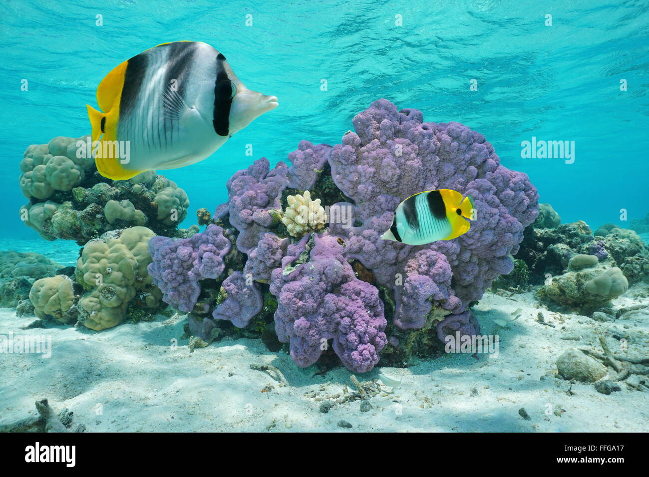 Purple coral underwater with two tropical fish double-saddle butterflyfish, Pacific ocean, Huahine island, French Polynesia Stock Photo