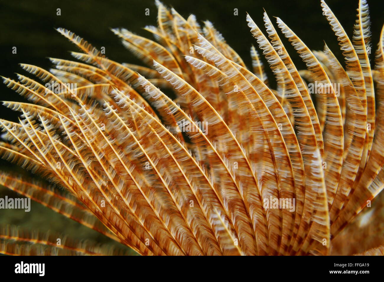Close-up of radioles of marine worm Sabellastarte magnifica, Caribbean sea Stock Photo