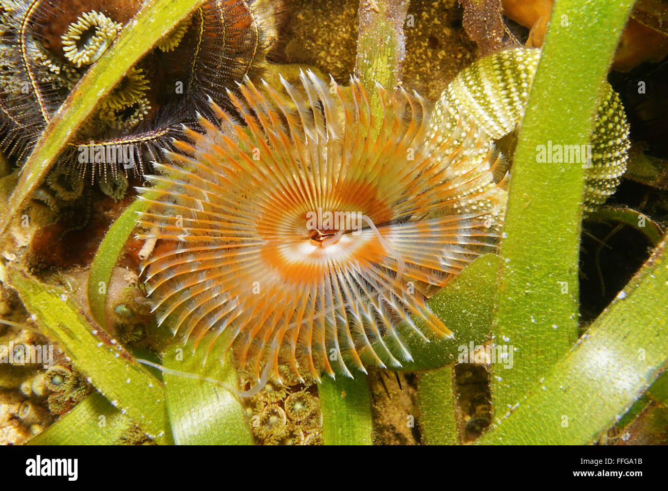 Underwater life a splitcrown feather duster worm, Anamobaea oerstedi