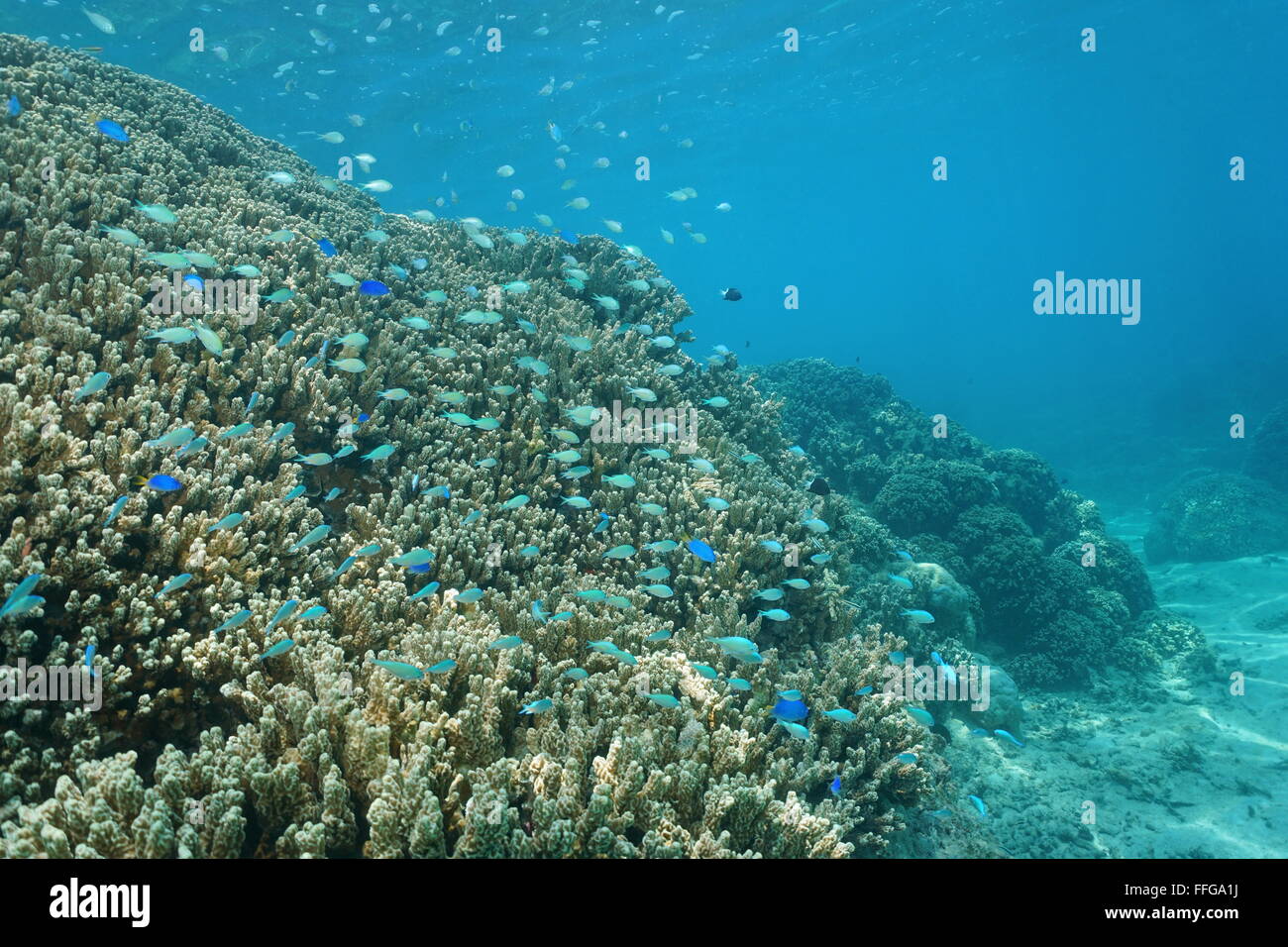 Underwater coral reef with school of chromis fish, Huahine island, Pacific ocean, French Polynesia Stock Photo