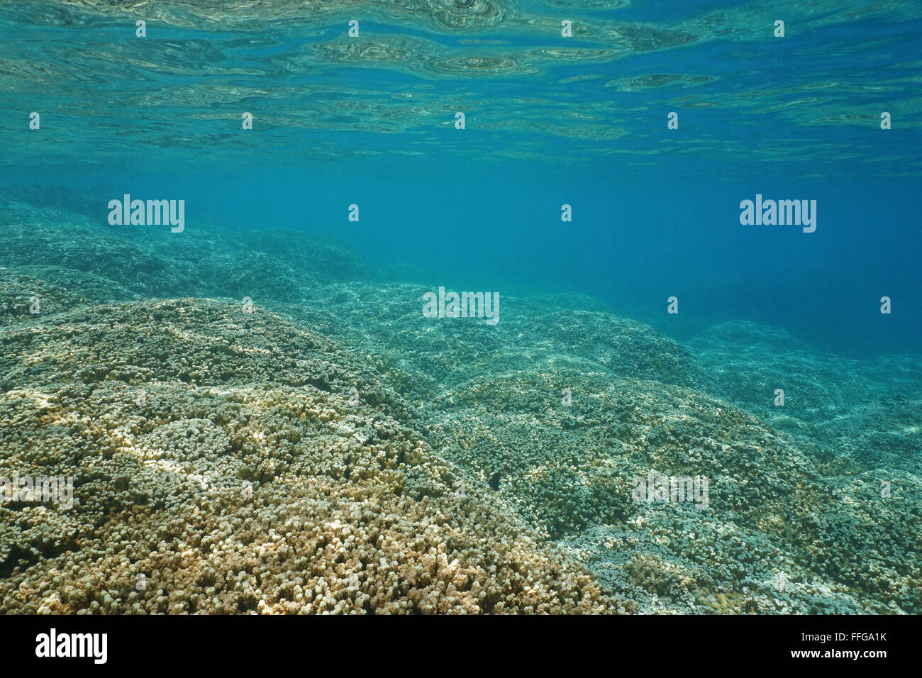 Underwater landscape, shallow ocean floor covered by large colonies of finger coral, lagoon of Huahine, Pacific ocean, French Po Stock Photo