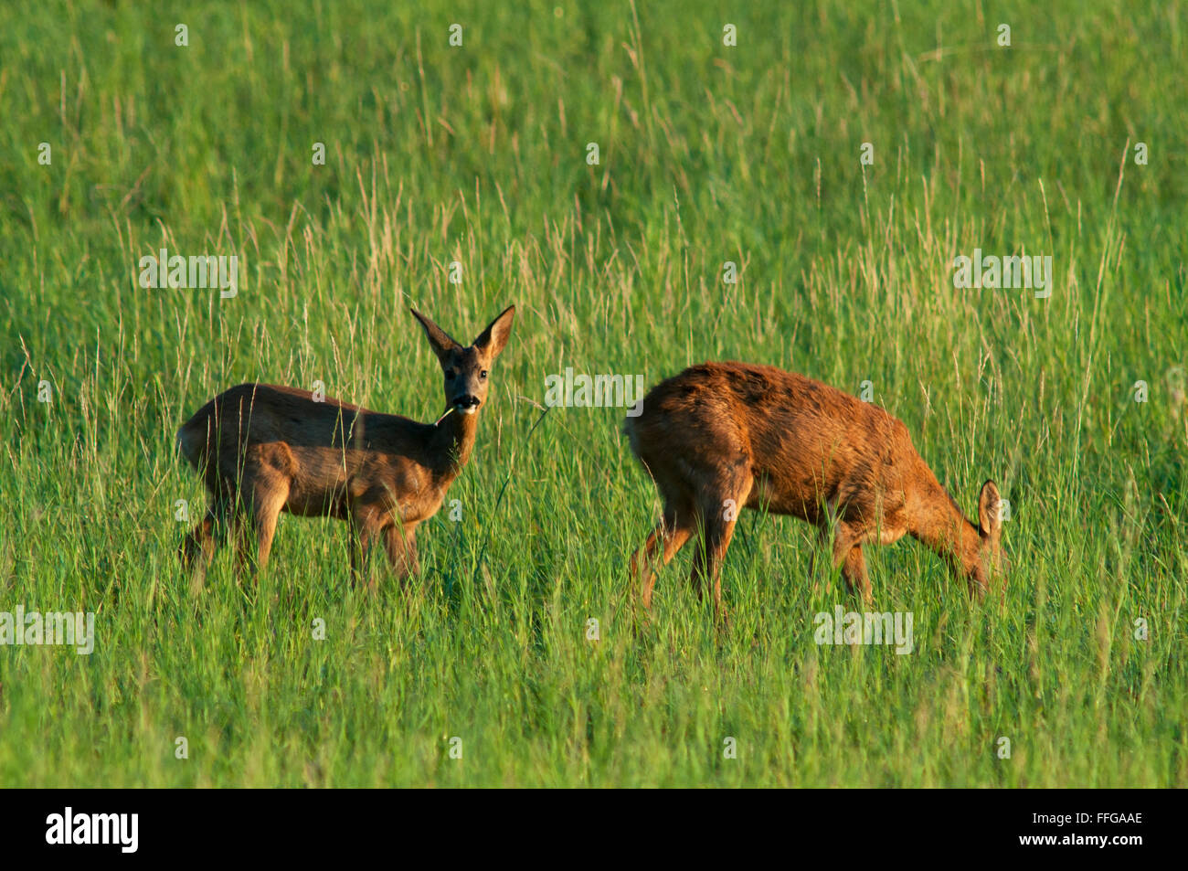 Two deer(Capreolus capreolus) on meadow look directly into the camera, Eifel, Rhineland-Palatinate, Germany, Europe Stock Photo