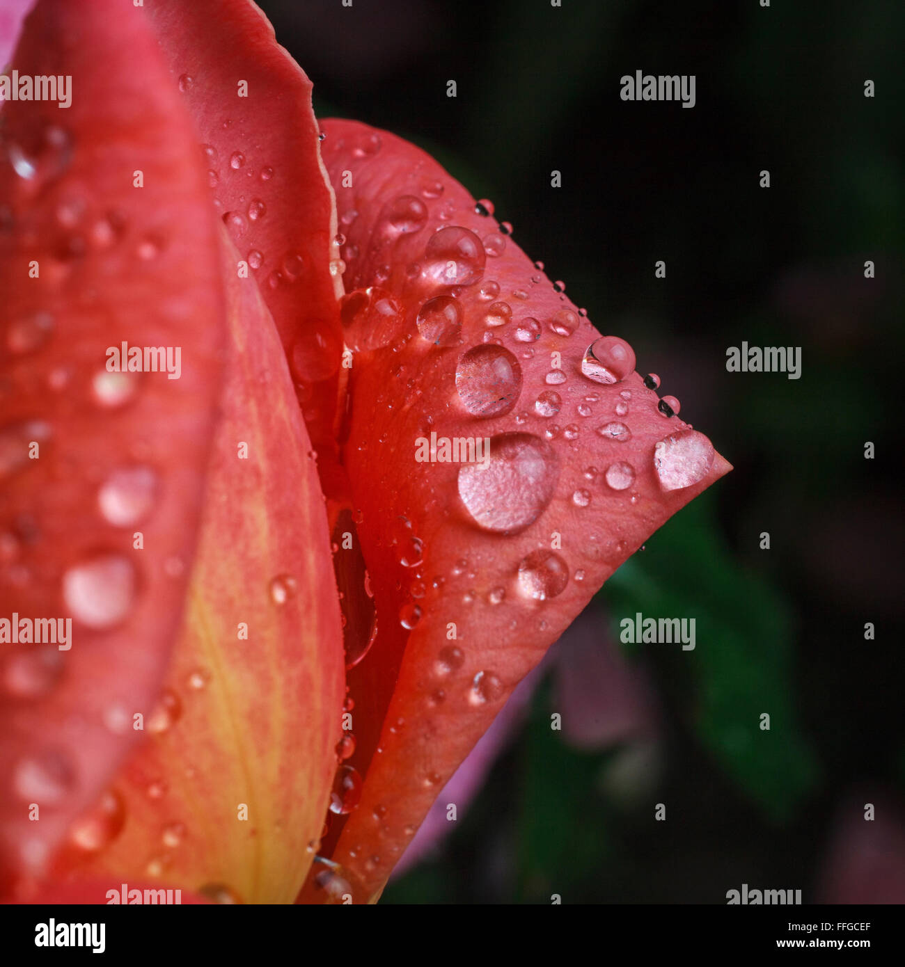 Rose with dew drops hi-res stock photography and images - Alamy