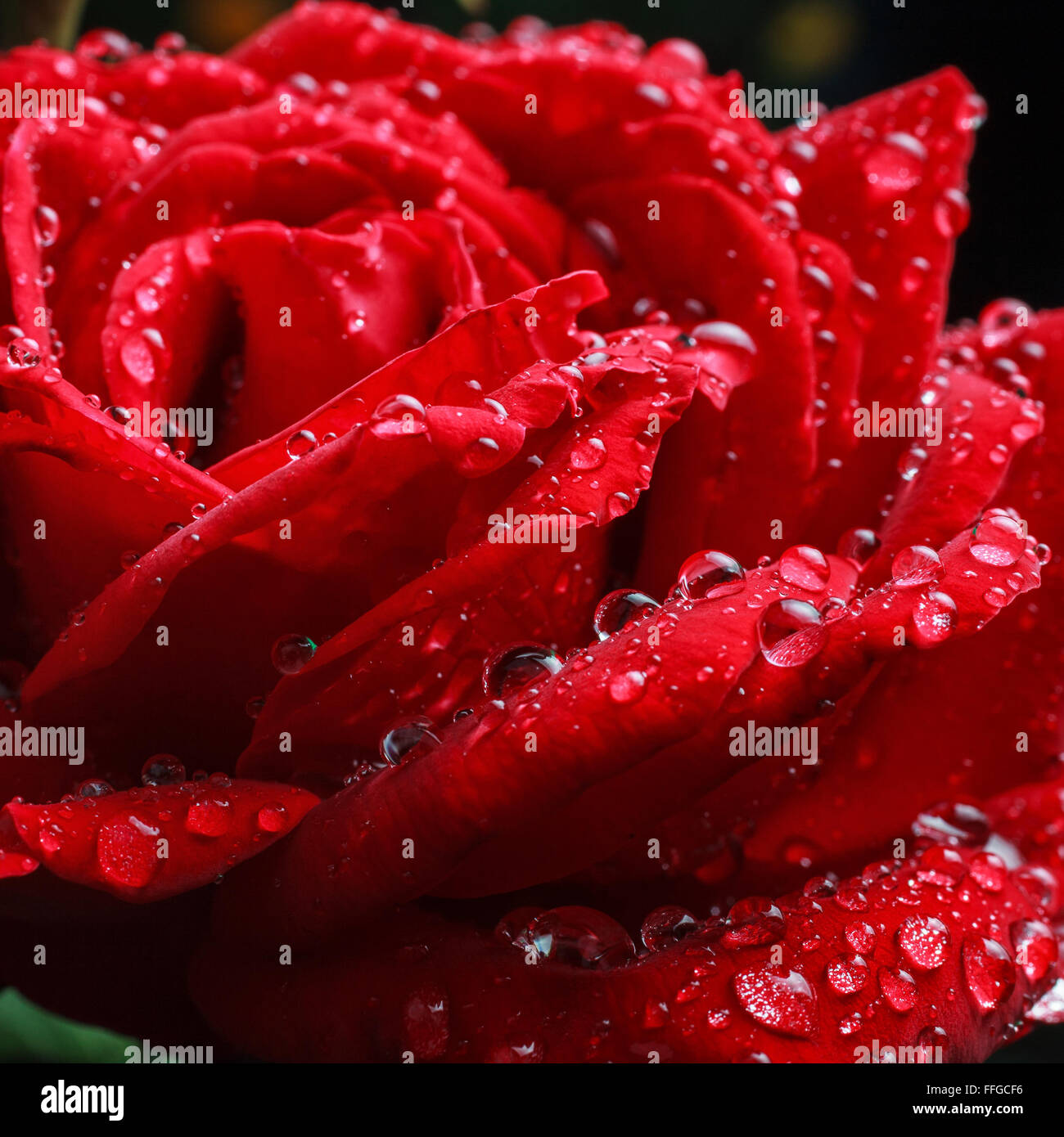 Drops on rose hi-res stock photography and images - Alamy
