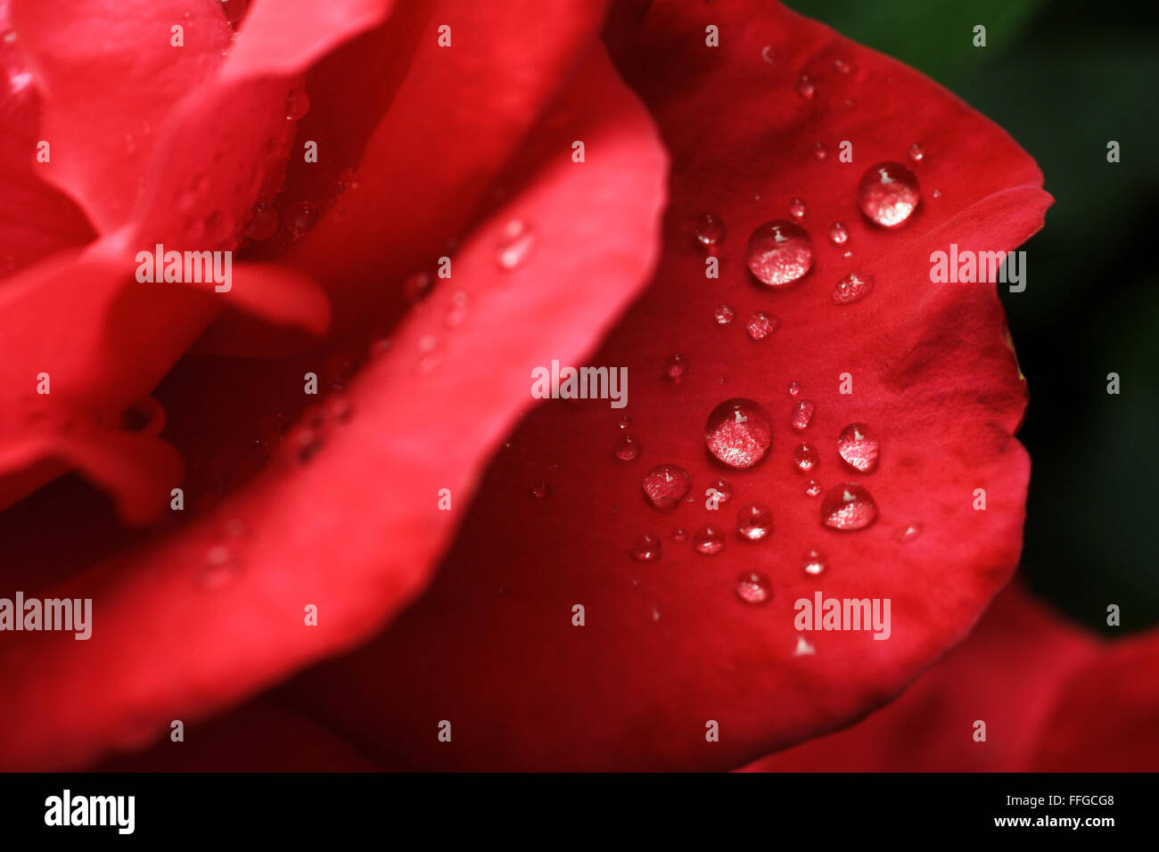 dew drops on the leaves of red roses Stock Photo - Alamy