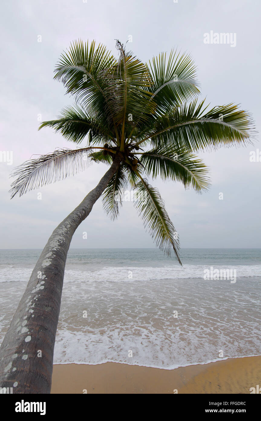 Palm tree on sandy beach hi-res stock photography and images - Alamy