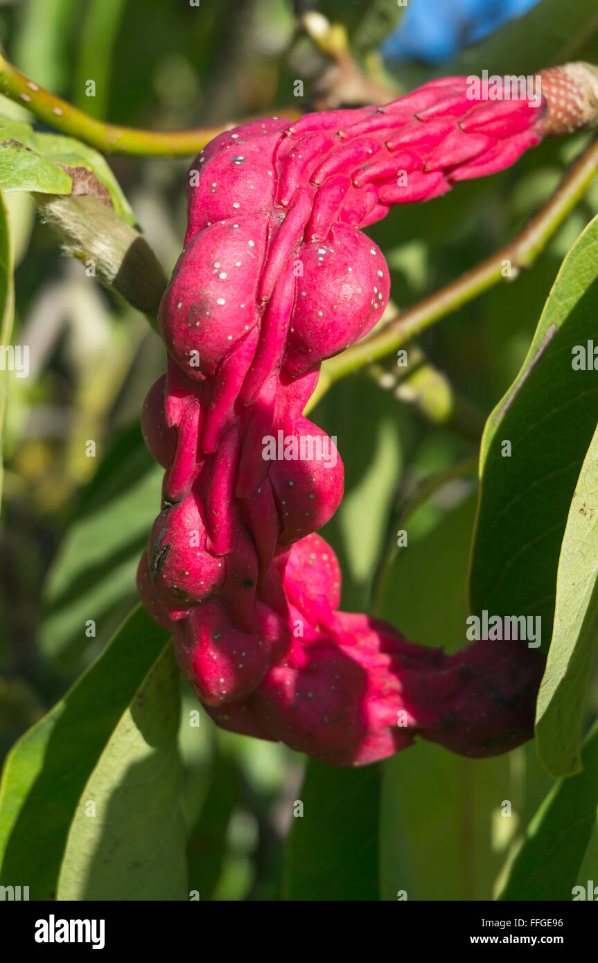 Red Fruit of a Saucer Magnolia (Magnolia x soulangiana, Magnolia