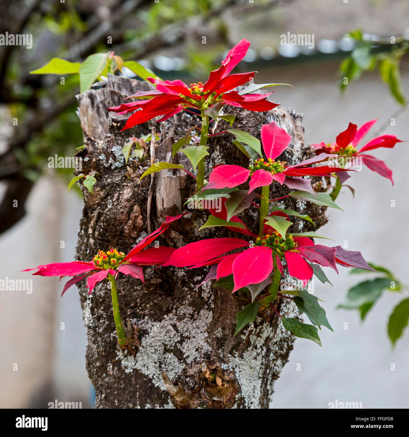 Santiago Apoala, Oaxaca, Mexico - New shoots growing from the stump of a poinsettia tree (Euphorbia pulcherrima). Stock Photo