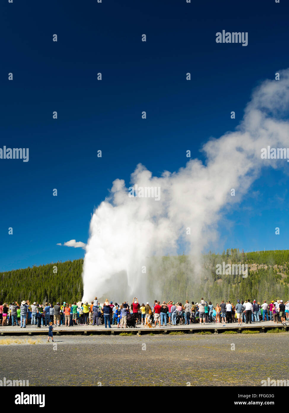 Old Faithful geyser erupts in Yellowstone National Park, Wyoming ...