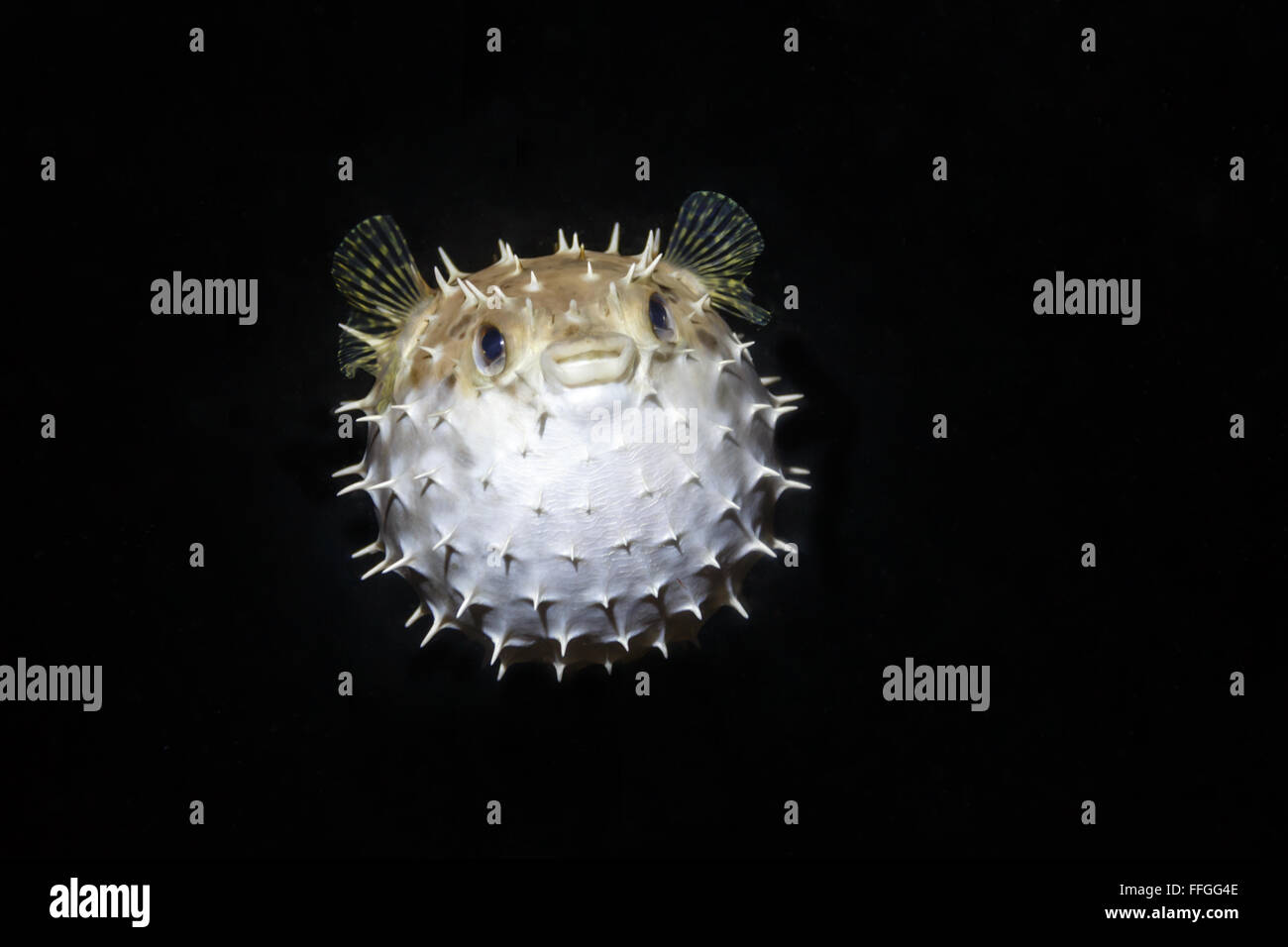 Balloon Puffer fish Diodon holocanthus puffed up at night floating in the dark balke ocean Stock Photo