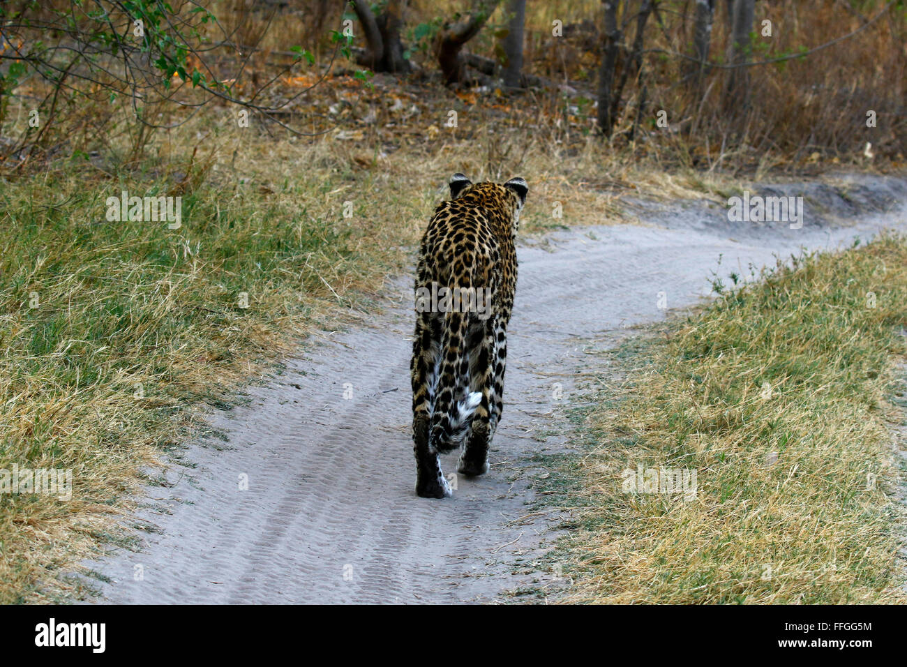Leopards are agile and stealthy predators. They have massive skulls & powerful jaws Stock Photo