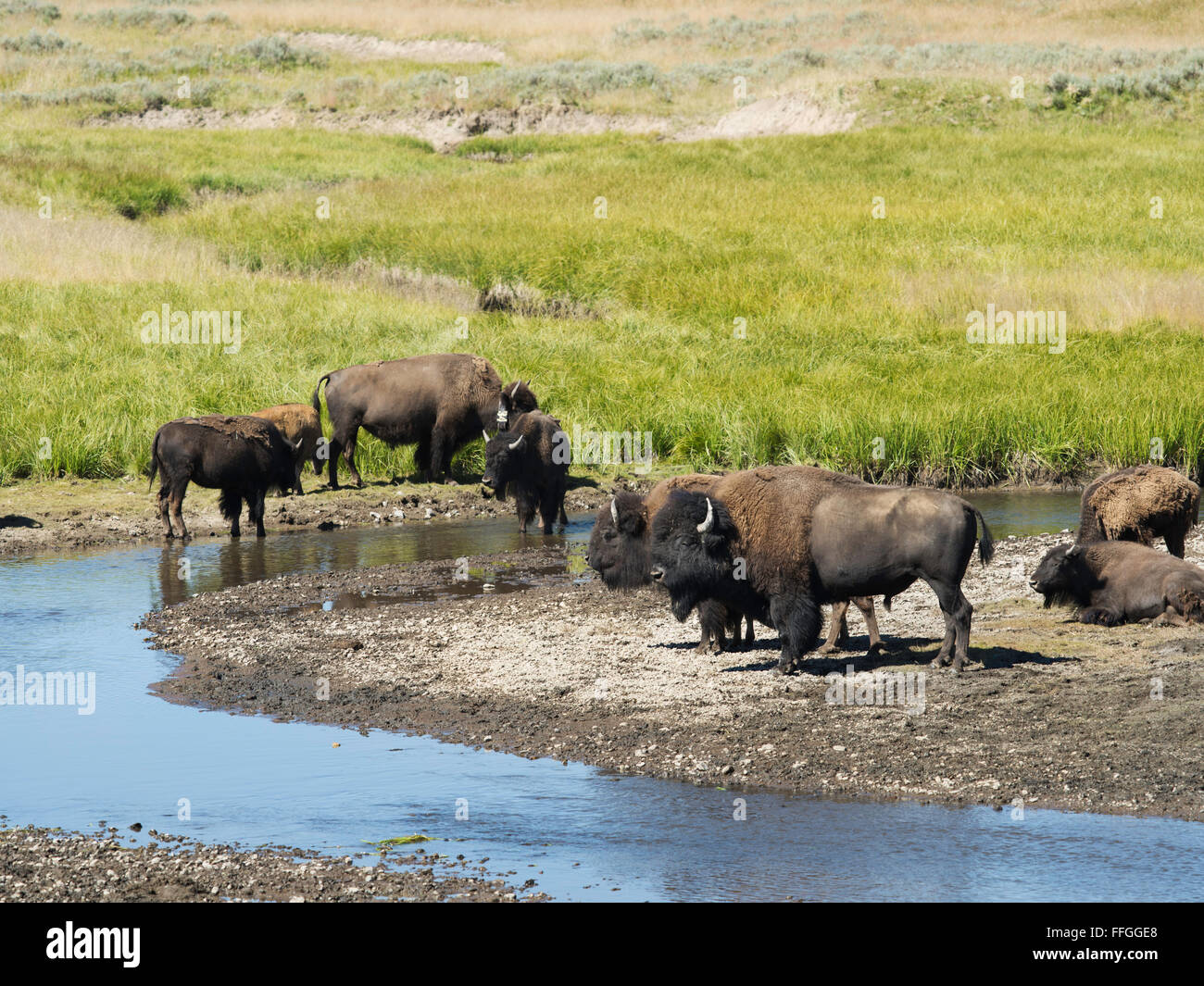 Horizontal close up water buffalo hi-res stock photography and images ...