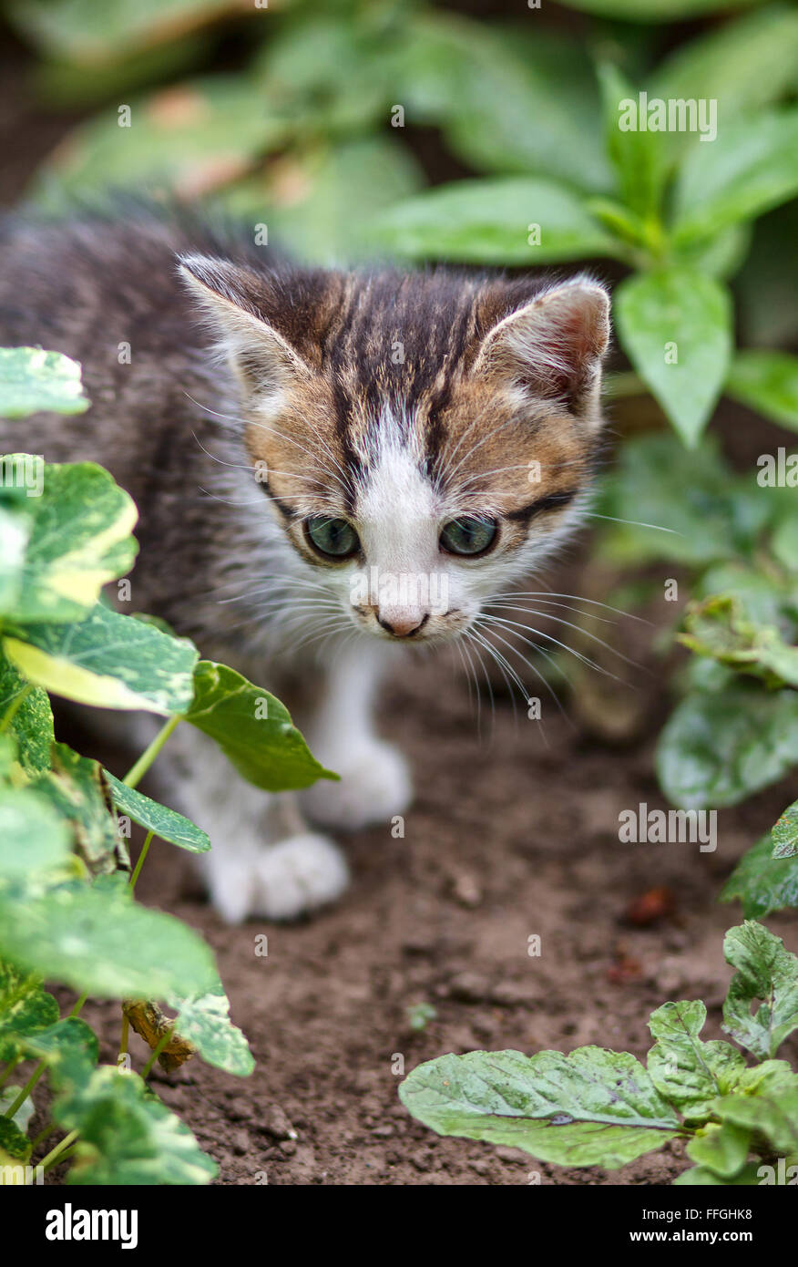 little kitten walking on the garden Stock Photo - Alamy