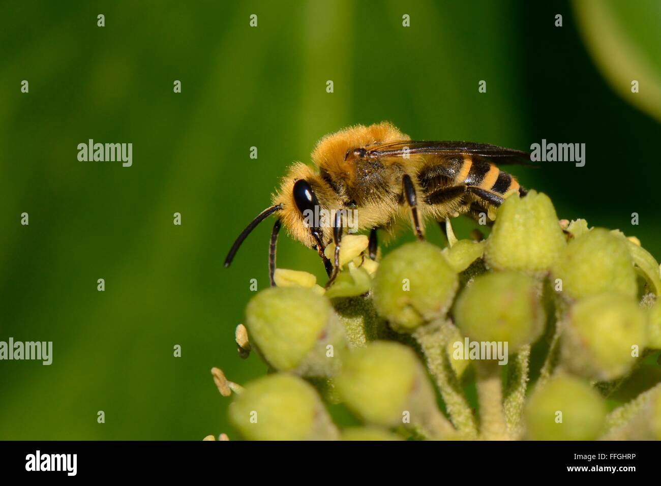 Ivy bee (Colletes hederae) visiting Ivy flowers (Hedera helix), Wiltshire garden, UK, September. Stock Photo