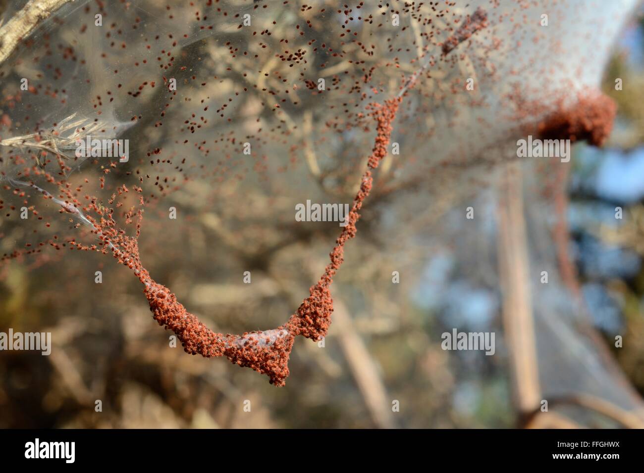 Gorse spider mites (Tetranychus lintearius) massing on their silken tent over a Gorse bush (Ulex europaeus) ready to migrate. Stock Photo