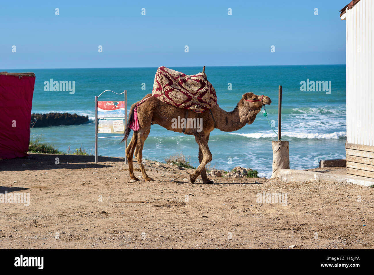 Camel rides - Tamraght beach, Morocco, Africa Stock Photo