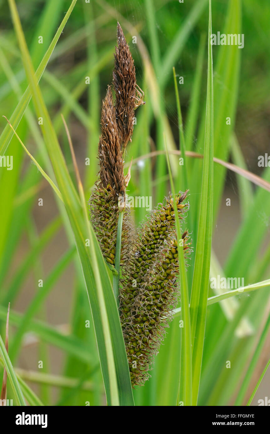 Greater Pond Sedge - Carex riparia Wet meadow sedge Stock Photo