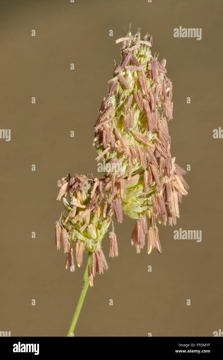 Cocksfoot - Dactylis glomerata Grass flower Stock Photo