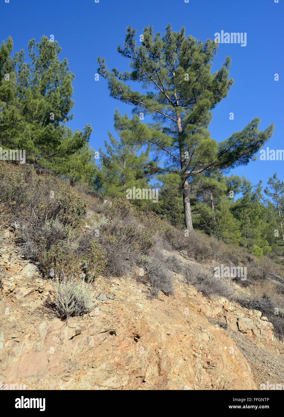 Calabrian or Turkish Pine Forest - Pinus brutia Troodos Mountains, Cyprus Stock Photo