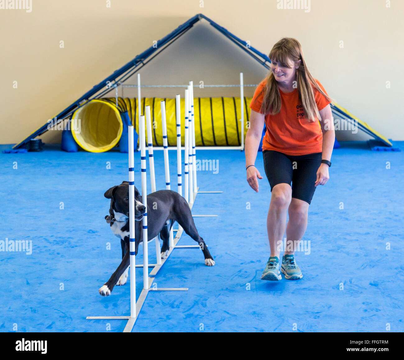 Professional female dog handler training dog to run through slalom obstacle course Stock Photo