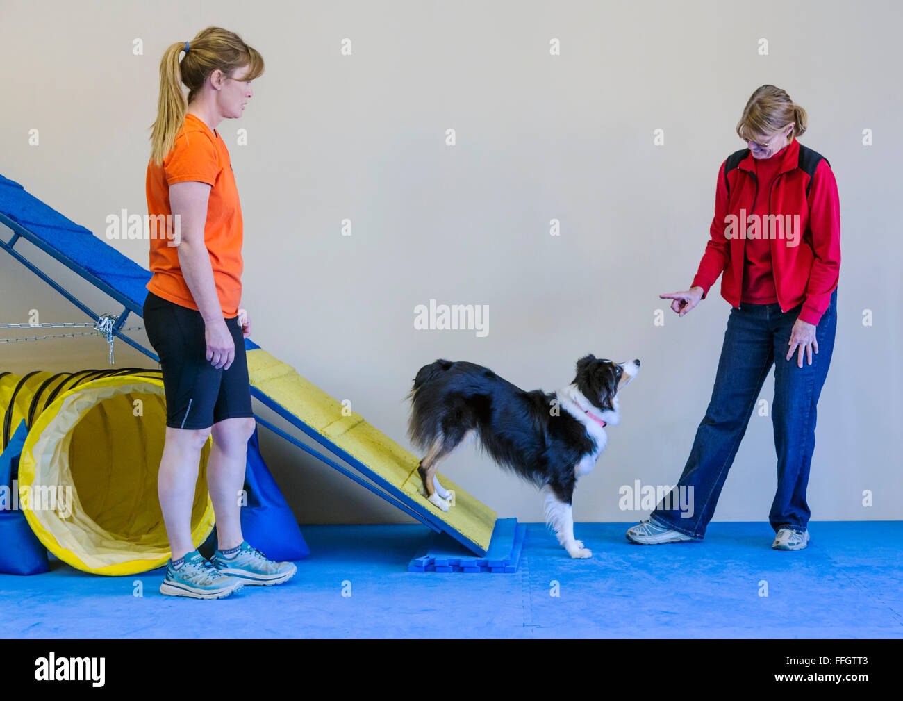 Professional female dog handler training Australian Shepherd to cross inclined ramp obstacle Stock Photo