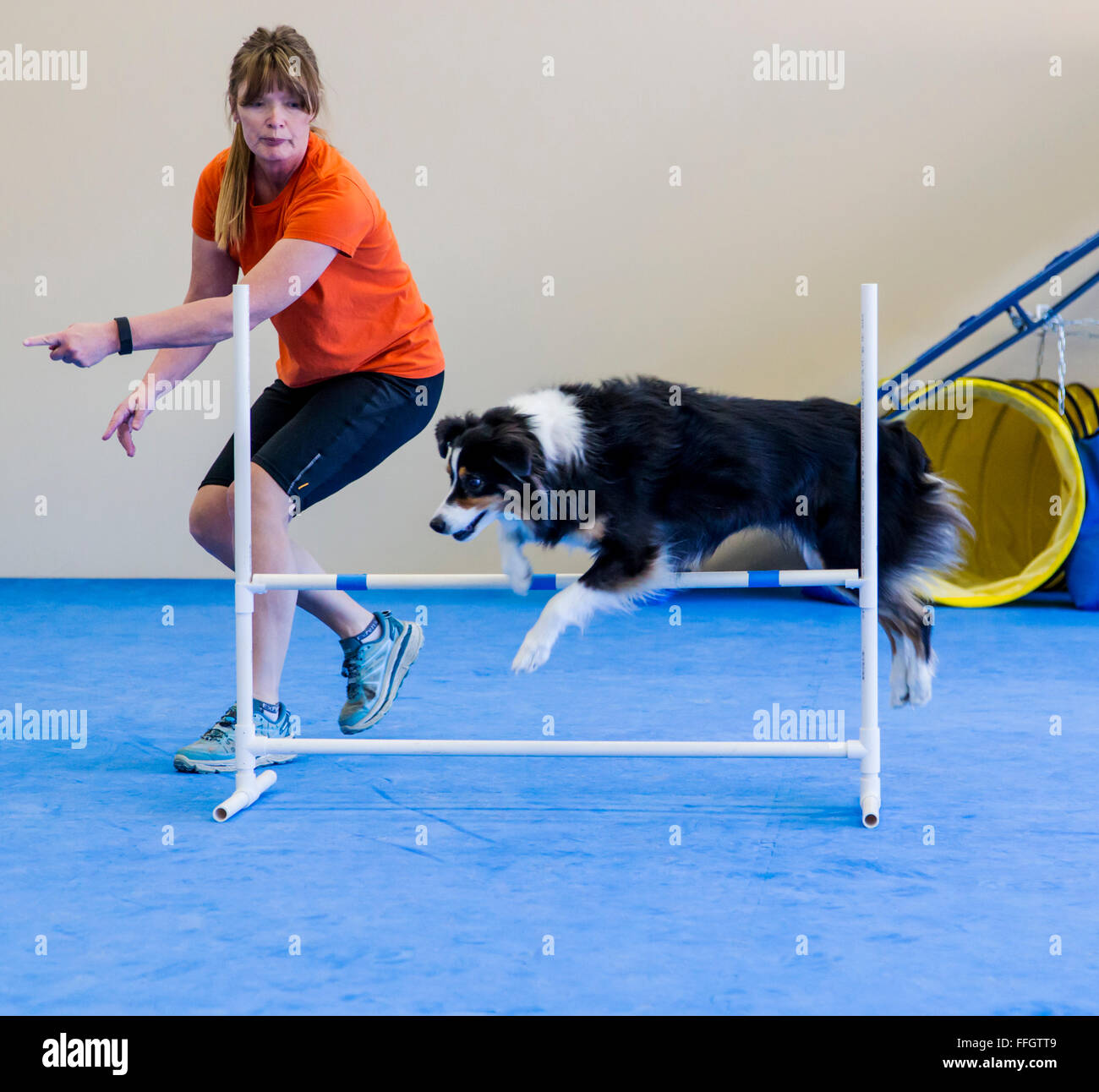 Professional female dog handler training Australian Shepherd to jump hurdle obstacle Stock Photo