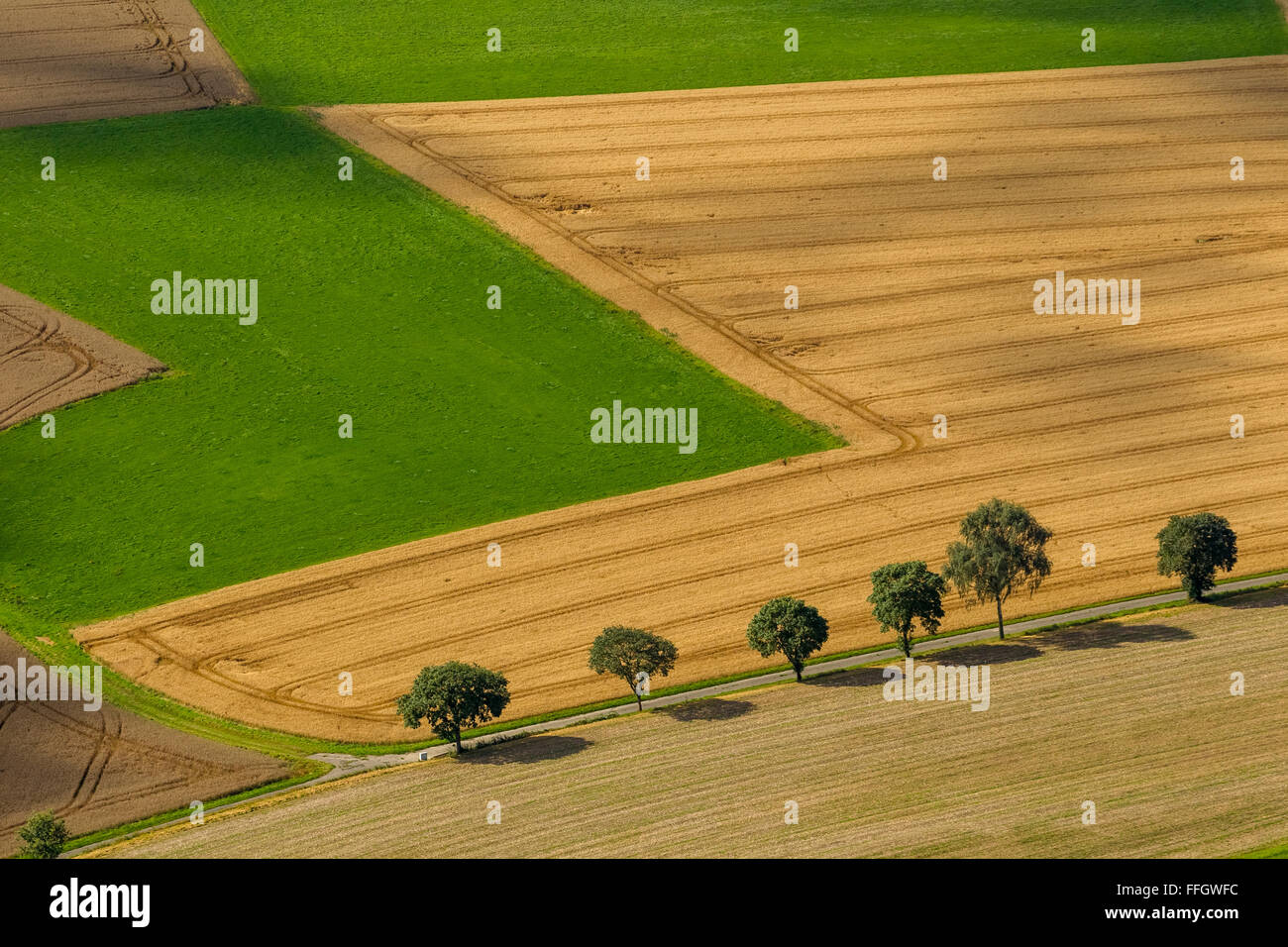 Aerial view, mowed cornfield with tree line in the north of Schmallenberg, Schmallenberg, Sauerland, North Rhine-Westphalia, Stock Photo