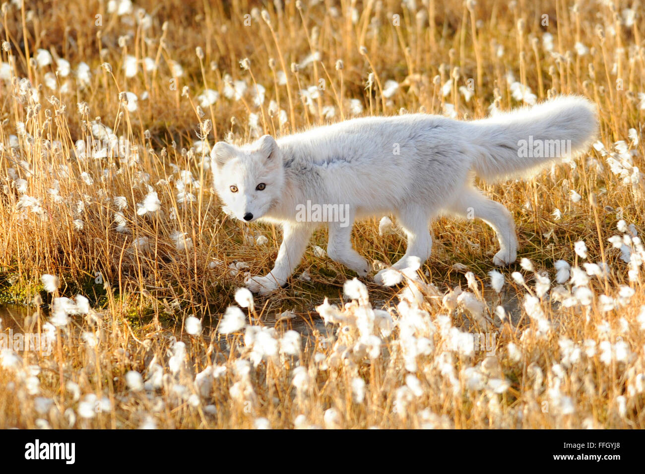 An arctic fox keeps watch at Thule AB. (Department of Defense photo/EJ Hersom) Stock Photo