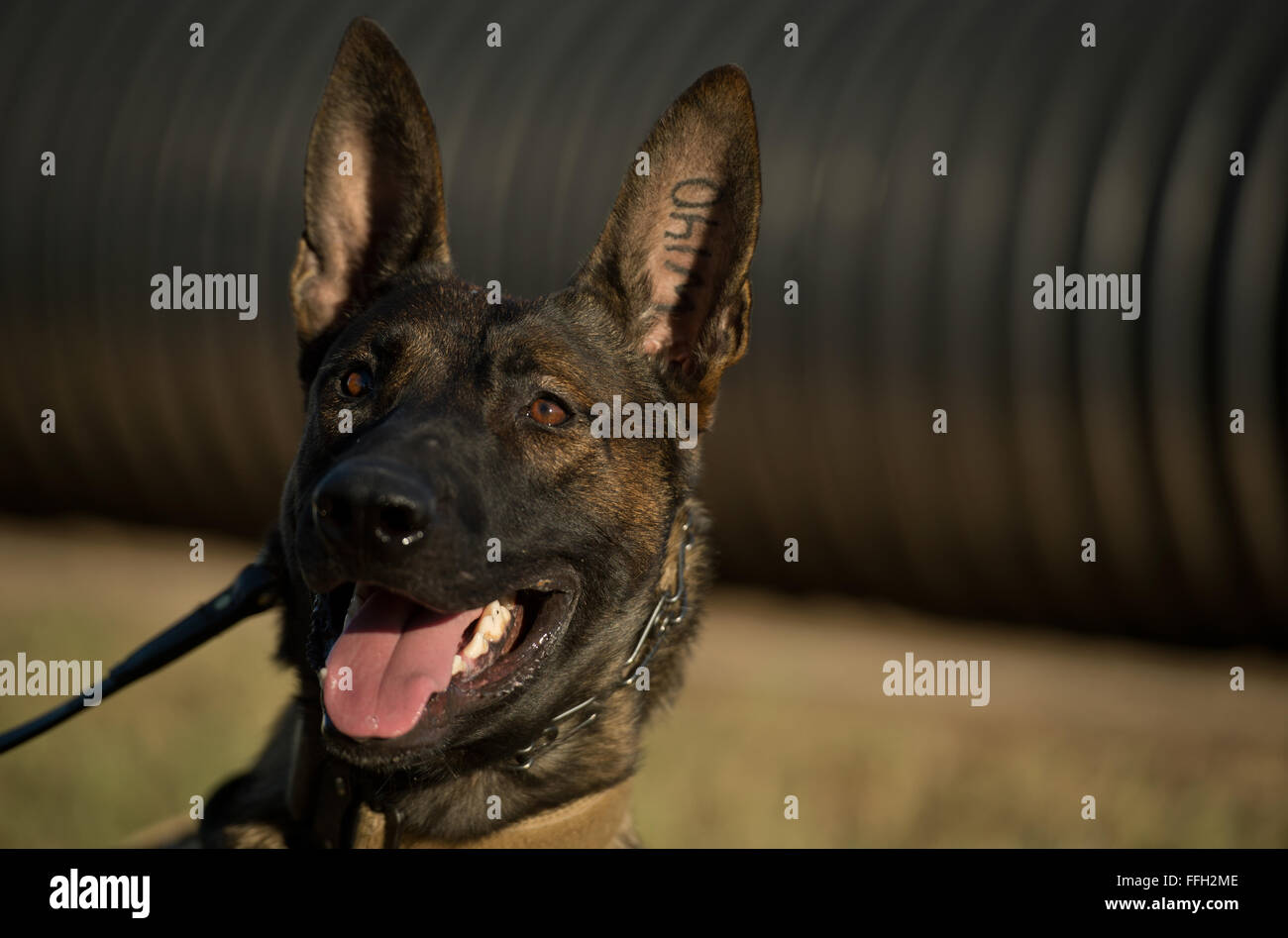 OOlaf waits for instruction from Staff Sgt. Sharif DeLarge, a military working dog handler from the 802nd Security Forces Squadron, during a controlled aggression exercise at Joint Base San Antonio-Lackland. DeLarge and military working dog handlers assigned to JBSA-Lackland fulfill daily law enforcement requirements or train to remain mission-ready. Stock Photo