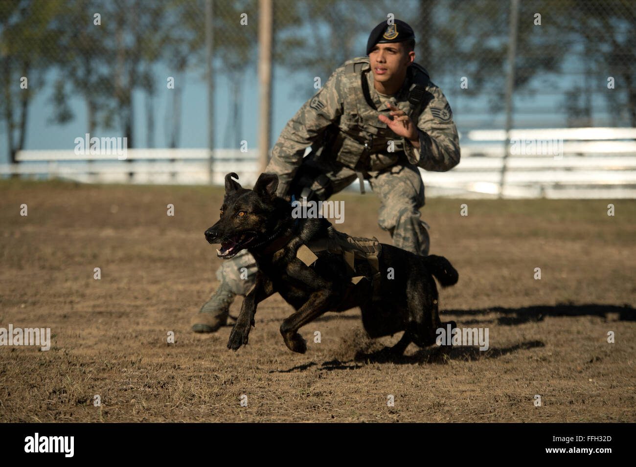 Staff Sgt. Mark Devine, a military working dog handler from the 802nd Security Forces Squadron, releases JJany during a controlled aggression exercise at Joint Base San Antonio-Lackland. Devine and military working dog handlers assigned to JBSA-Lackland fulfill daily law enforcement requirements or train to remain mission-ready. Stock Photo
