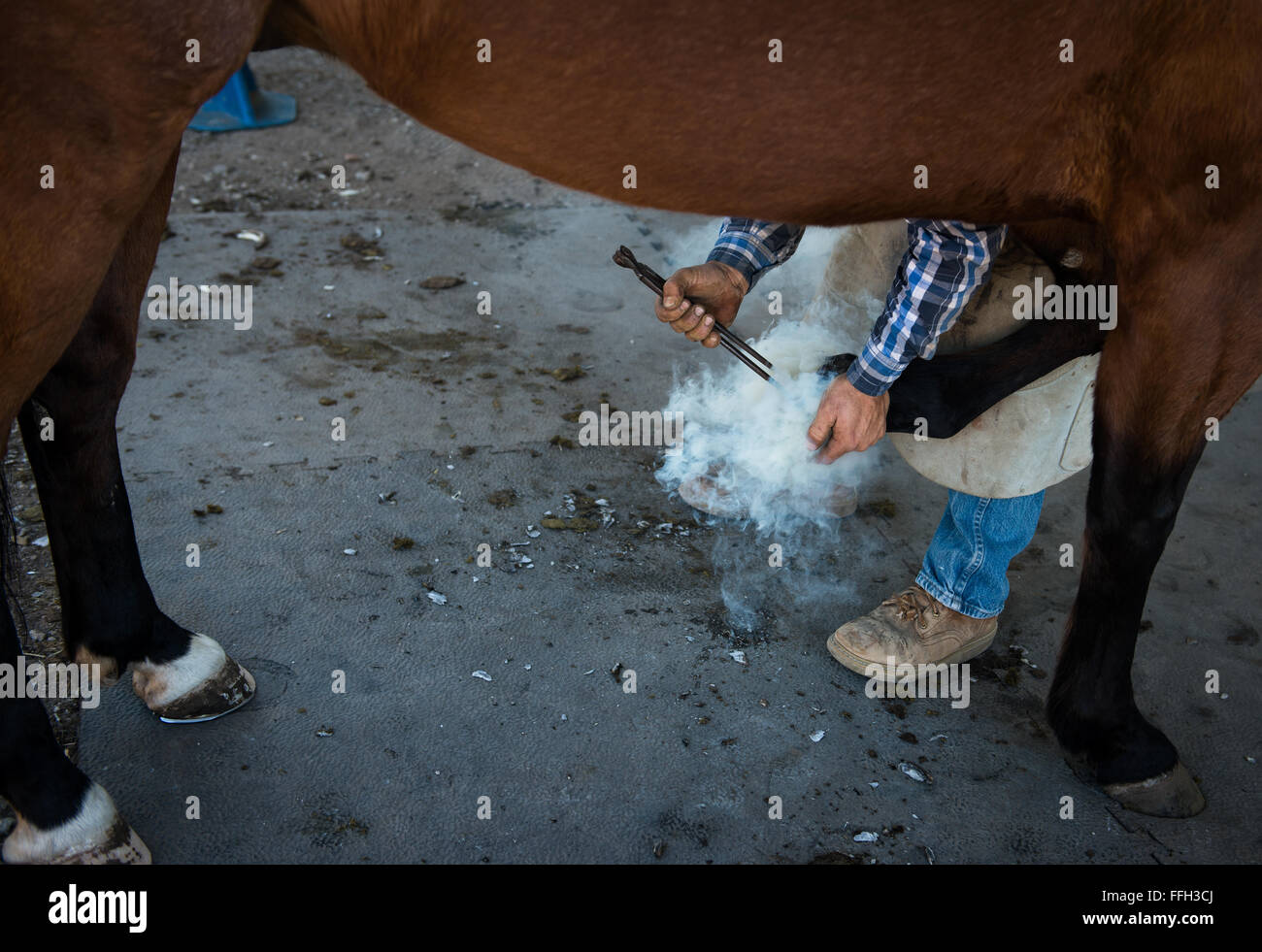 Chris Hume, an independent farrier on the central coast of California, re-shods a horse's hoof with a horseshoe that was heated until it was red-hot. The military horses get re-shodded every six weeks. Stock Photo