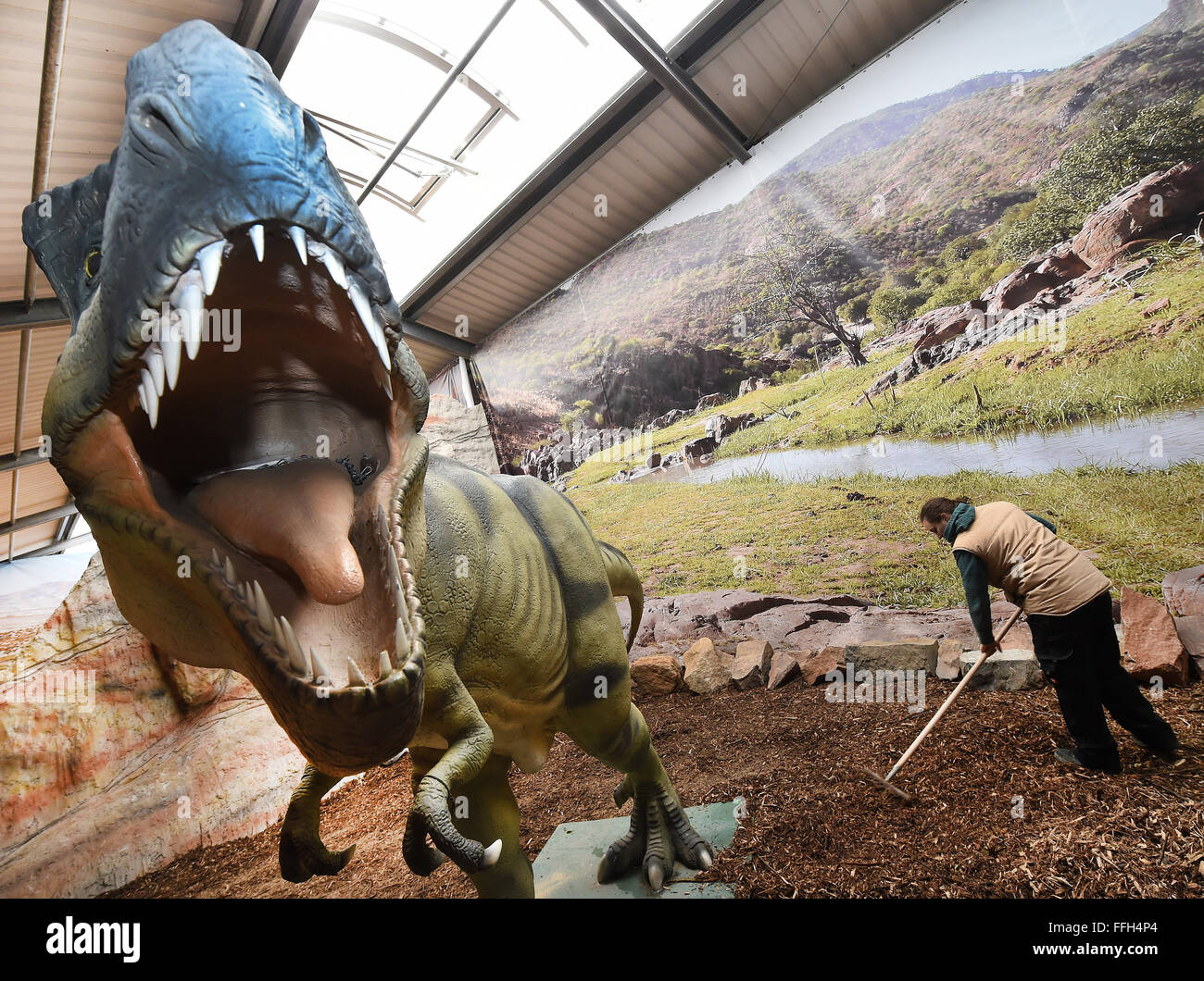 Muenchehagen, Germany. 11th Feb, 2016. Staff member Lina Leschner prepares the ground next to a replication of a young Tyrannosaurus Rex for the Dinosaur exhibition at the Dinopark in Muenchehagen, Germany, 11 February 2016. The exhibition presents insights into the family life of dinosaurs, including rare dinosaur baby fossiles and their find spot. PHOTO: HOLGER HOLLEMANN/dpa/Alamy Live News Stock Photo