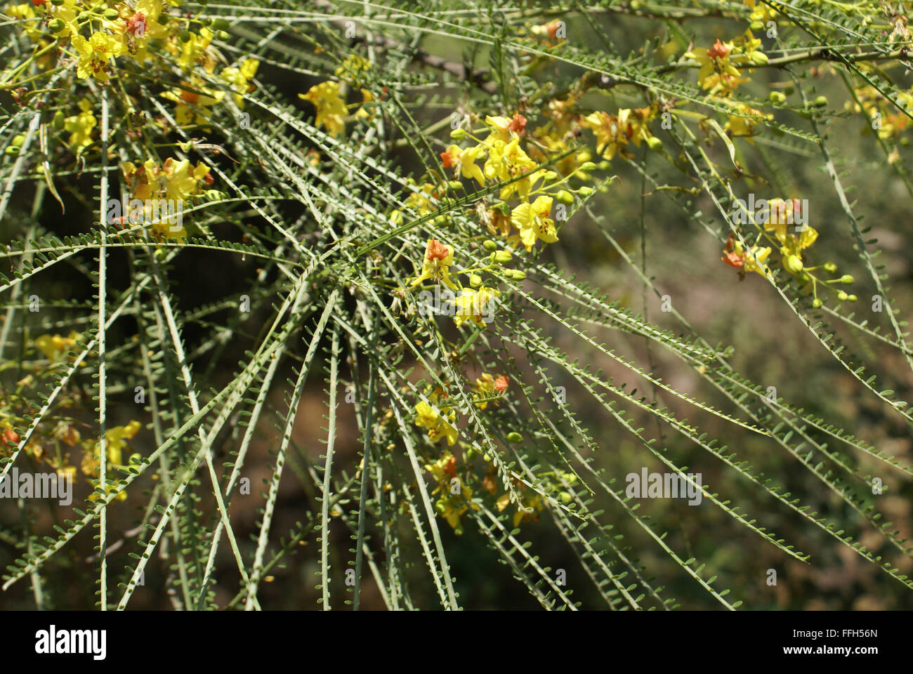 Parkinsonia aculeata, palo verde, spiny shrub or small tree with pinnate leaves, yellow flowers, flattened rachis, phyllode Stock Photo
