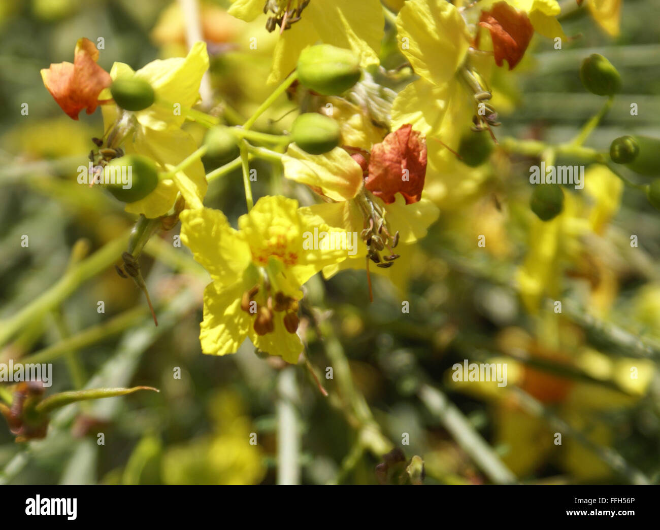 Parkinsonia aculeata, palo verde, spiny shrub or small tree with pinnate leaves, yellow flowers, flattened rachis, phyllode Stock Photo