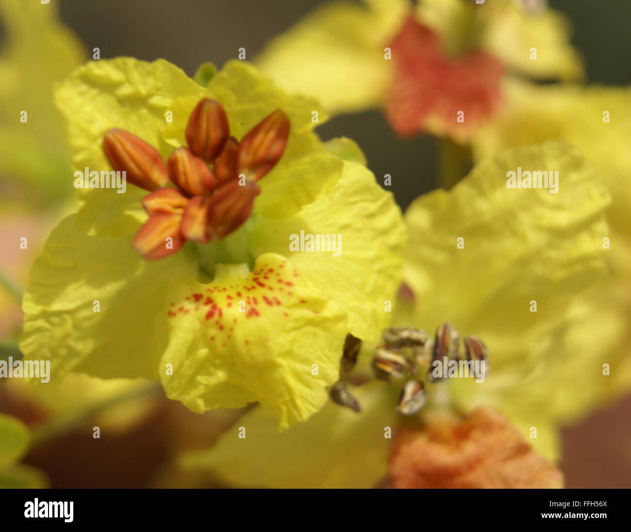 Parkinsonia aculeata, palo verde, spiny shrub or small tree with pinnate leaves, yellow flowers, flattened rachis, phyllode Stock Photo