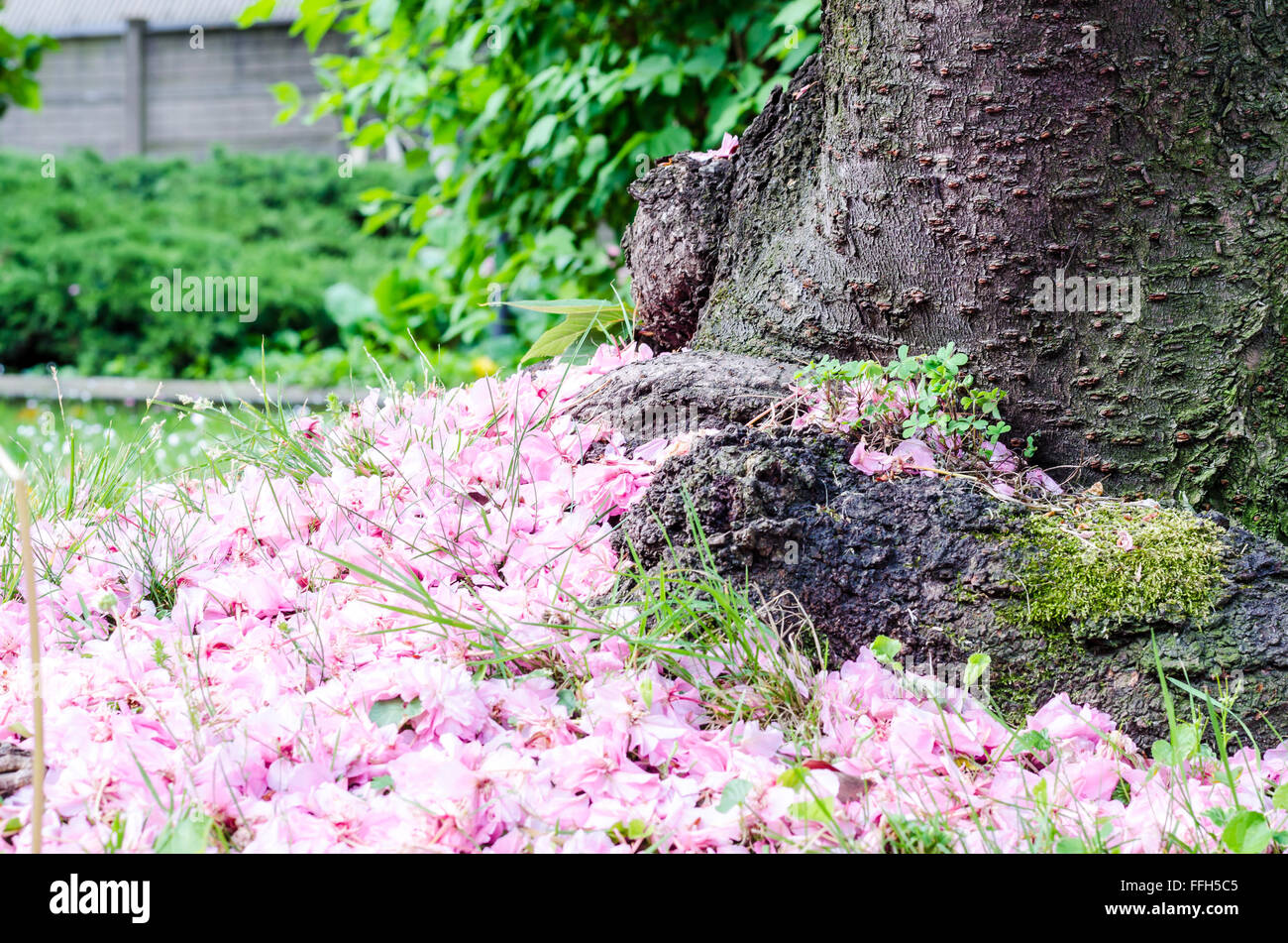 zen like stile life with trunk and flowers fallen on the ground Stock Photo