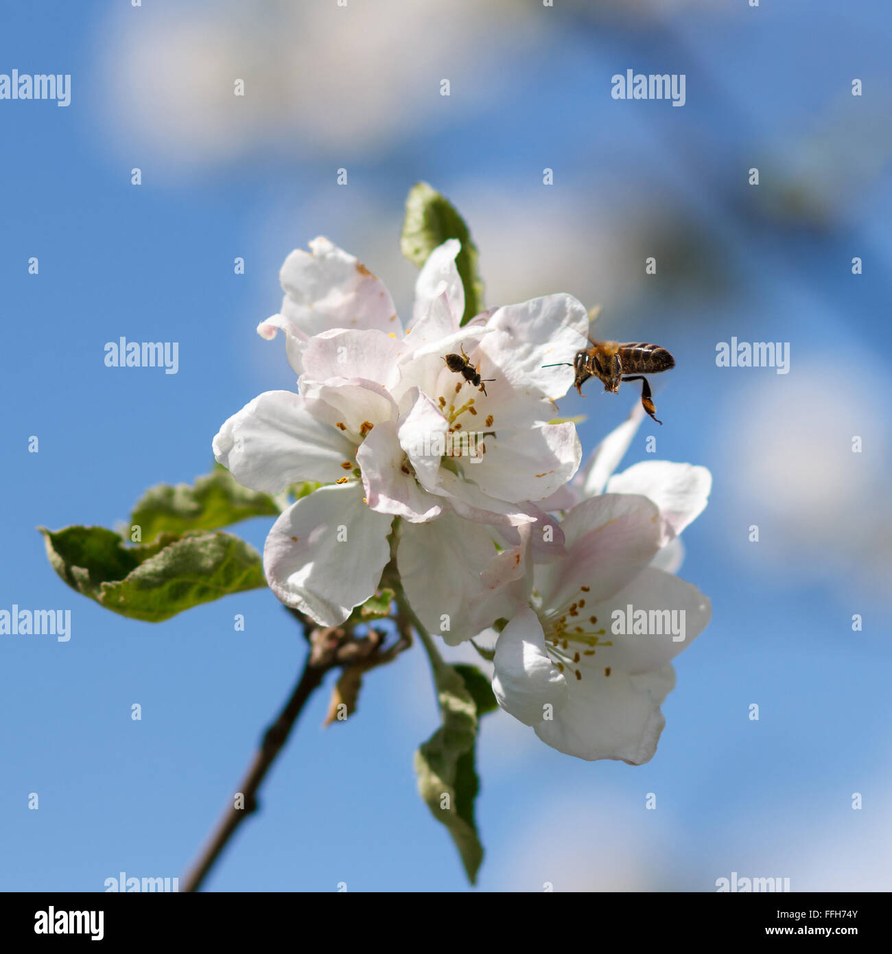 Close up honey bee in hi-res stock photography and images - Alamy