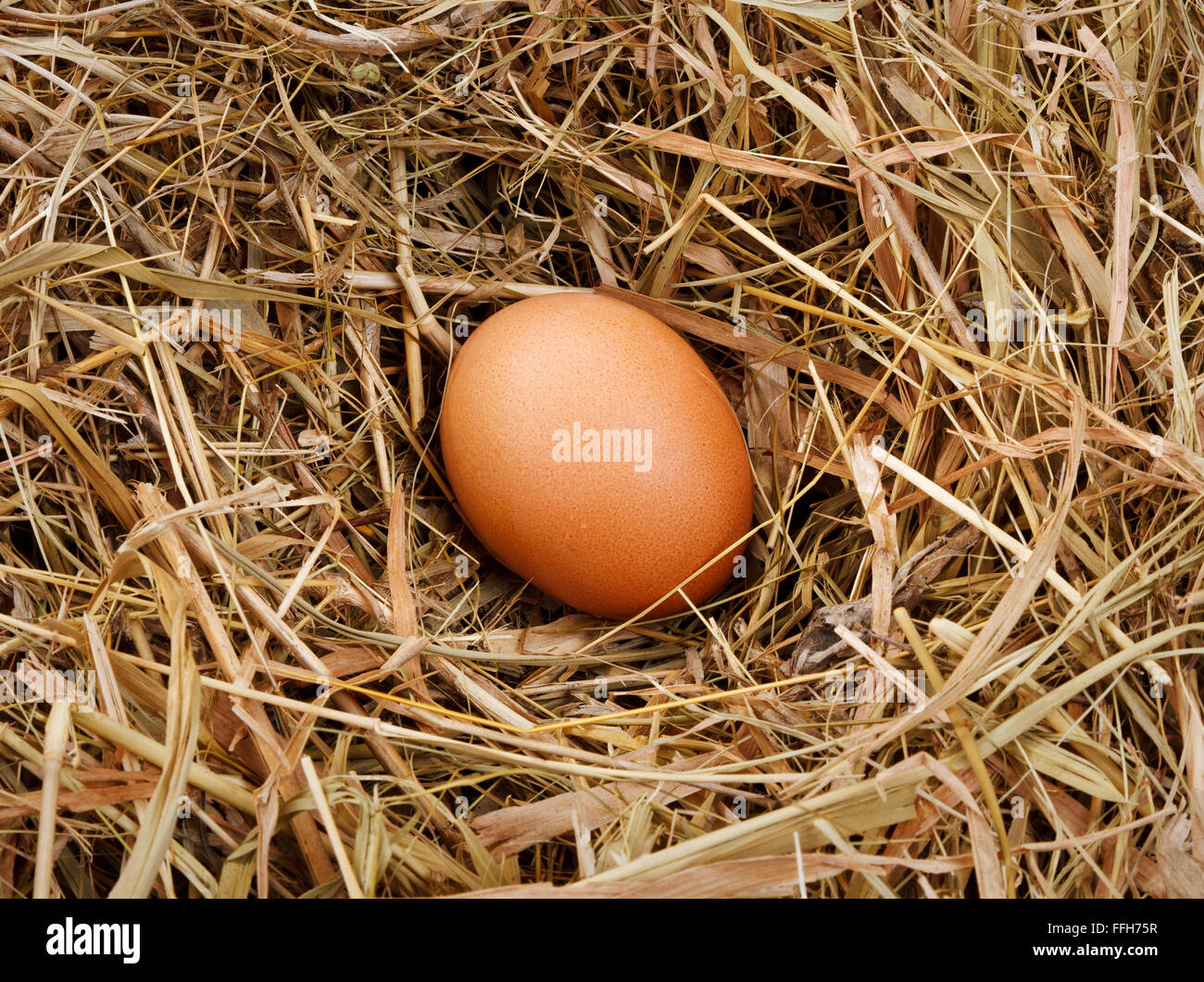 egg in the nest Stock Photo Alamy