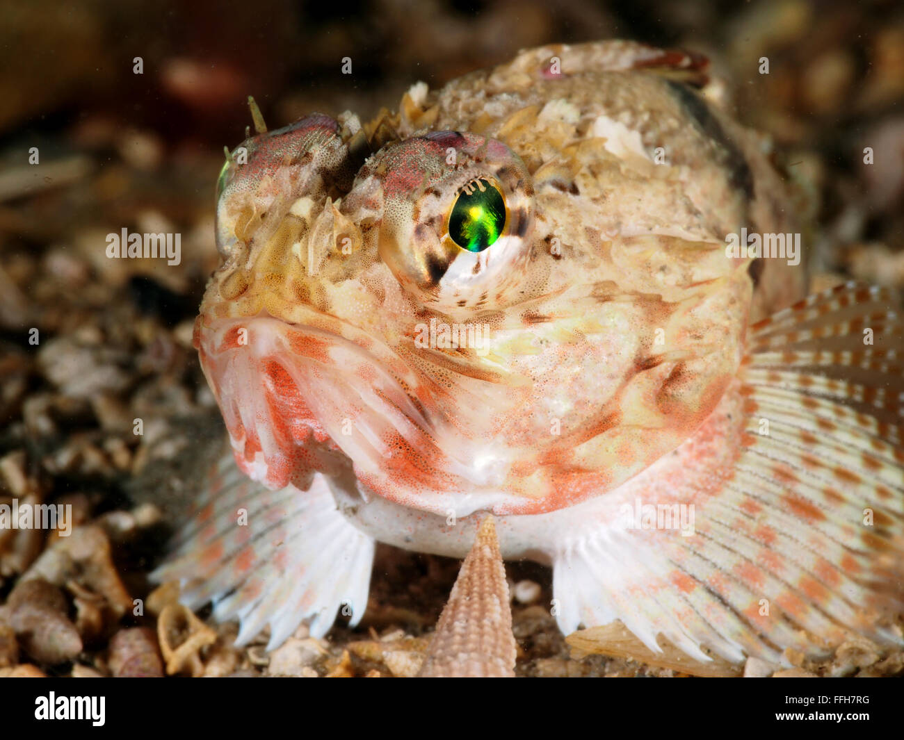 Grubfish fish macro Blairgowrie pier Stock Photo